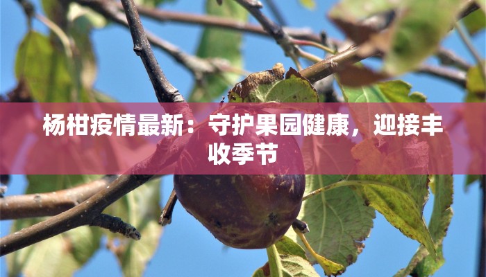 杨柑疫情最新：守护果园健康，迎接丰收季节